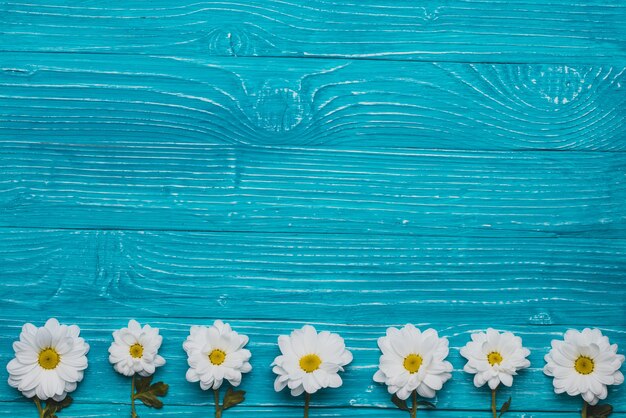 Blaue hölzerne Hintergrund mit Gänseblümchen in der Reihe