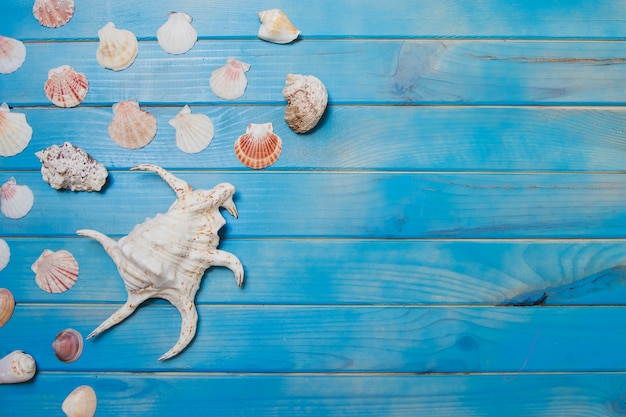 Blaue Holzoberfläche mit Seashells