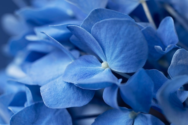 Blaue Montagskonzeptzusammensetzung der Draufsicht mit Blumennahaufnahme