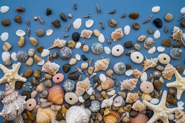 Blaue Oberfläche mit einer großen Auswahl an marinen Muscheln