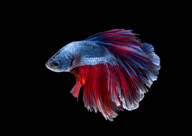 Blaue rote Farbe von Halbmond-Betta-Fischen oder siamesischen Kampffischen isoliert auf schwarzem Hintergrund