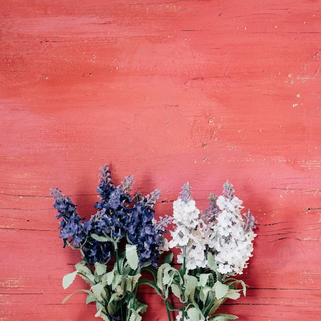 Blaue und weiße Lavendel auf hellrosa Holzuntergrund