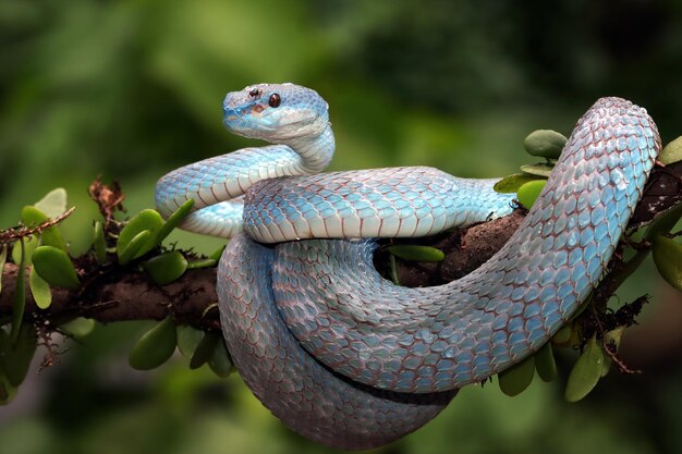 Blaue Viper Schlange Nahaufnahme Gesicht Kopf der Viper Schlange Blaue insularis