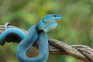 Kostenloses Foto blaue viper schlange nahaufnahme gesicht kopf der viper schlange blaue insularis