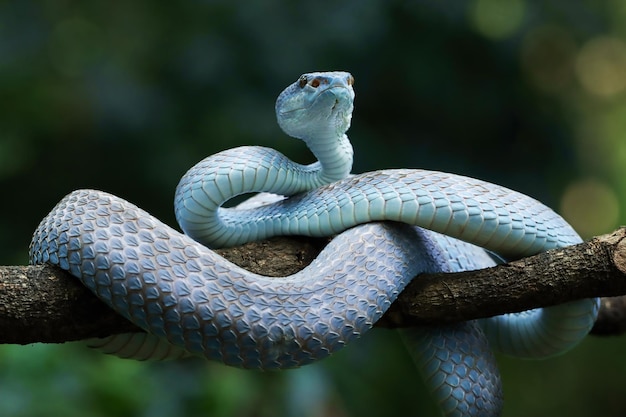 Blaue Vipernatter auf Ast Vipernatter bereit, blaue Insularis-Tiernahaufnahme anzugreifen