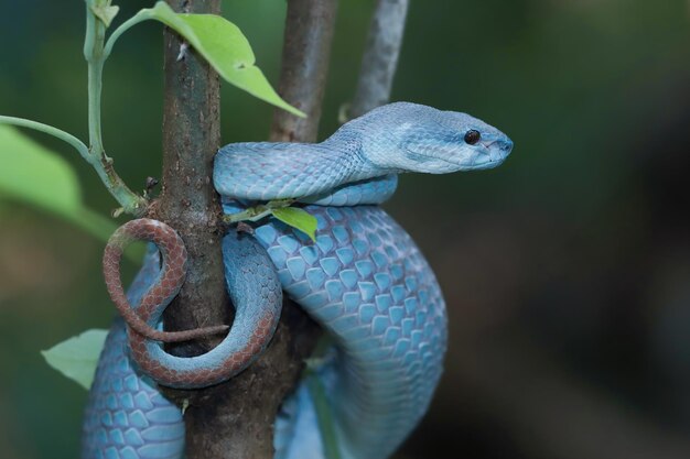 Blaue Vipernatter auf Ast Vipernatter bereit, blaue Insularis-Tiernahaufnahme anzugreifen