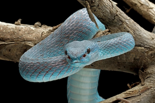 Blaue Vipernatter auf Ast Vipernatter bereit, blaue Insularis-Tiernahaufnahme anzugreifen