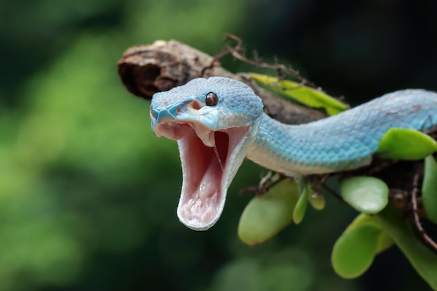 Blaue Vipernatter auf Ast Vipernatter blau insularis streckt seinen Kiefer