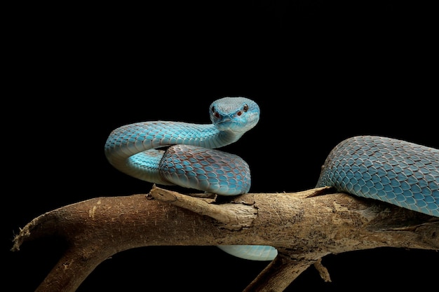 Kostenloses Foto blaue viperschlange auf ast mit schwarzem hintergrund viperschlange, die bereit ist, die blaue insularis-schlange anzugreifen