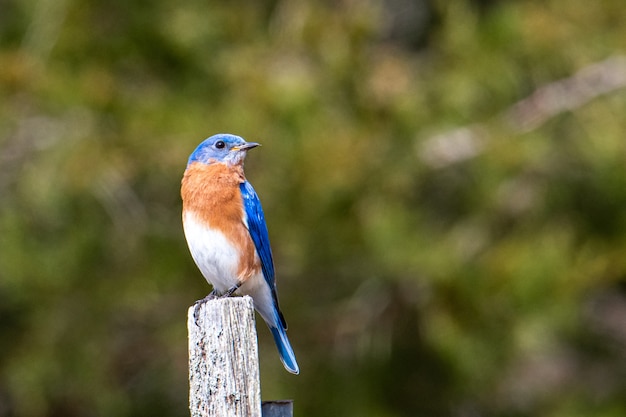 Blauer, brauner und weißer Vogel, der auf gemaltem Holz sitzt