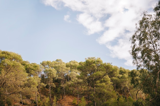 Blauer Himmel in der Natur