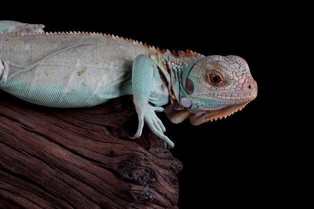 Blauer Leguan Nahaufnahme auf Zweig Blauer Leguan Grand Cayman Blauer Leguan