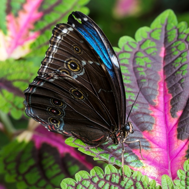 Blauer Morpho-Schmetterling der Seitenansicht