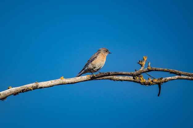 Blauer und grauer Vogel auf braunem Ast während des Tages