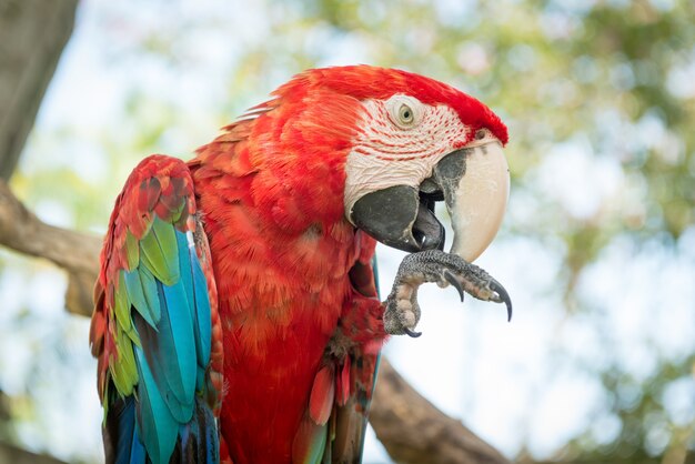 Blauer und roter Ara Papagei