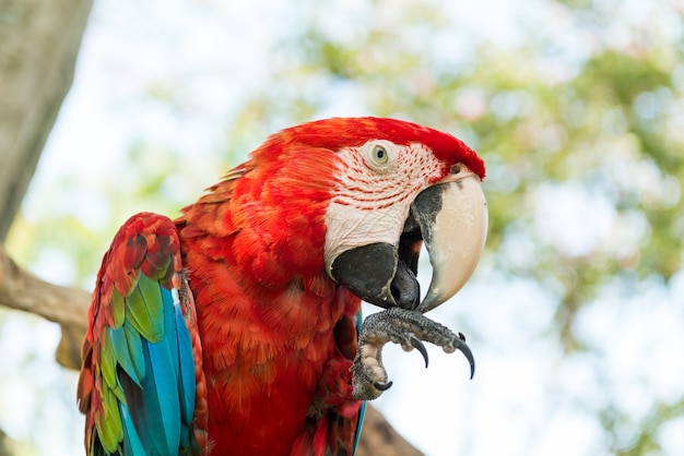 Blauer und roter Ara Papagei