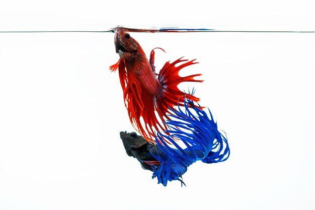 Blauer und roter Betta-Fisch, kämpfender Fisch lokalisiert auf weißem Hintergrund
