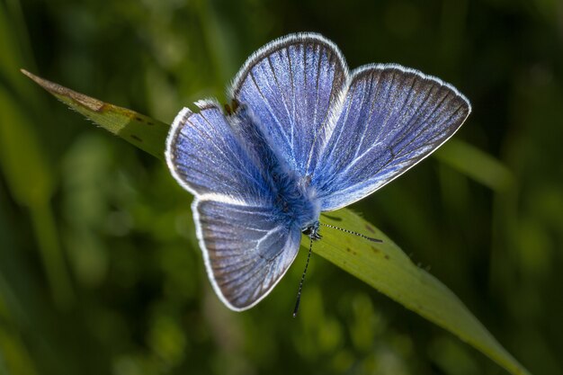 Blauer und weißer Schmetterling thront auf grünem Blatt