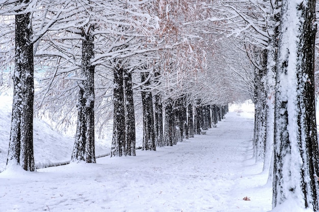 Blick auf Bank und Bäume mit fallendem Schnee