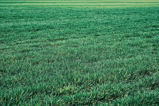 Blick auf das grüne Feld eines mit Gras besäten Feldes Frühlingssprossen Natürliche grüne Landschaft Pflanzen Weltraum Ökologie Pflege der Natur Die Idee der Tapete als Hintergrund