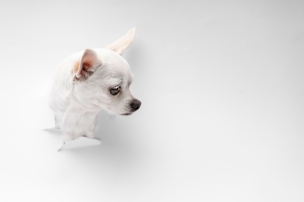 Kostenloses Foto blick auf den entzückenden chihuahua-hund, der aus zerrissenem papier kommt