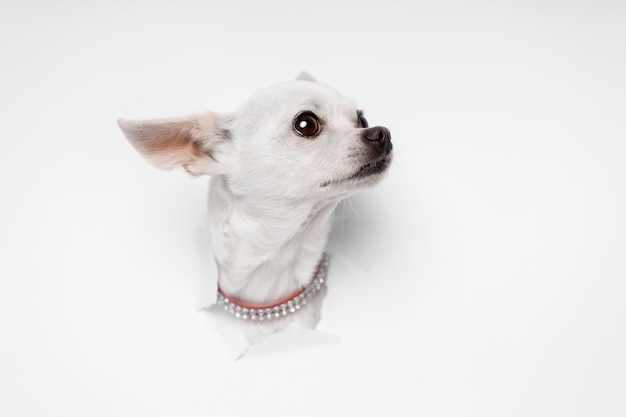 Kostenloses Foto blick auf den entzückenden chihuahua-hund, der aus zerrissenem papier kommt