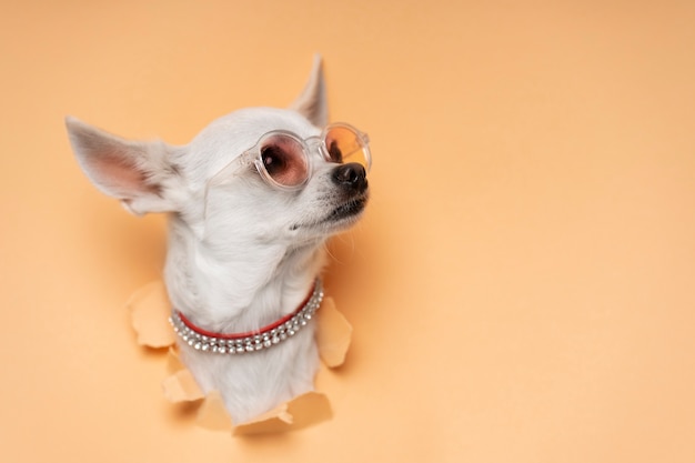Blick auf den entzückenden Chihuahua-Hund, der aus zerrissenem Papier kommt