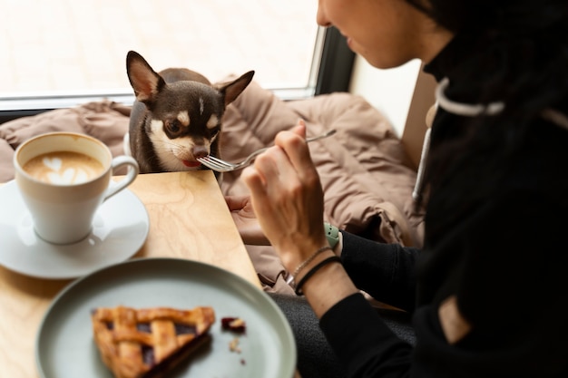 Kostenloses Foto blick auf den entzückenden chihuahua-hund, der zu hause ein paar leckereien bekommt