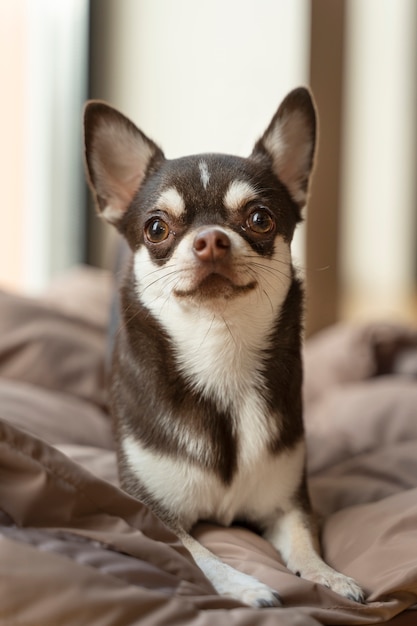 Kostenloses Foto blick auf den entzückenden chihuahua-hund im haus