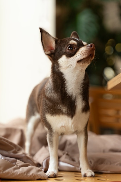 Kostenloses Foto blick auf den entzückenden chihuahua-hund im haus