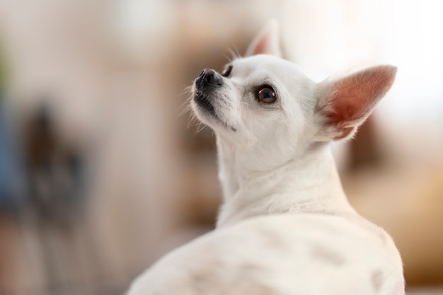 Blick auf den entzückenden Chihuahua-Hund