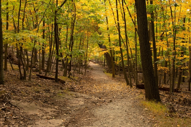 Blick auf den Fußweg zusammen mit Herbstbäumen im Wald