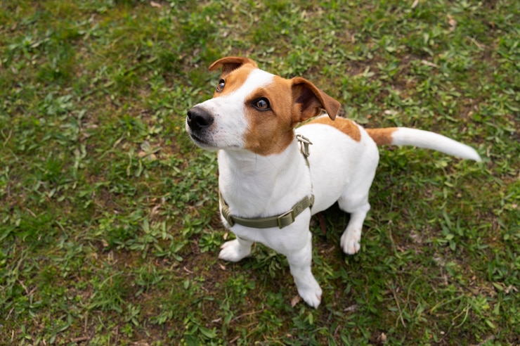 Kostenlose Foto blick auf den süßen hund, der die zeit in der natur im park genießt
