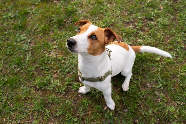 Blick auf den süßen Hund, der die Zeit in der Natur im Park genießt