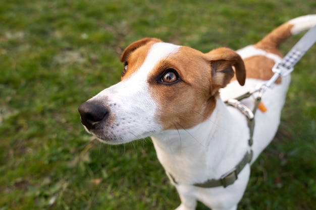 Kostenloses Foto blick auf den süßen hund, der die zeit in der natur im park genießt