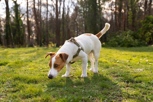 Blick auf den süßen Hund, der die Zeit in der Natur im Park genießt