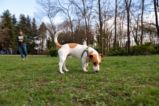 Kostenloses Foto blick auf den süßen hund, der die zeit in der natur im park genießt