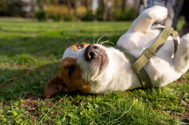 Blick auf den süßen Hund, der die Zeit in der Natur im Park genießt