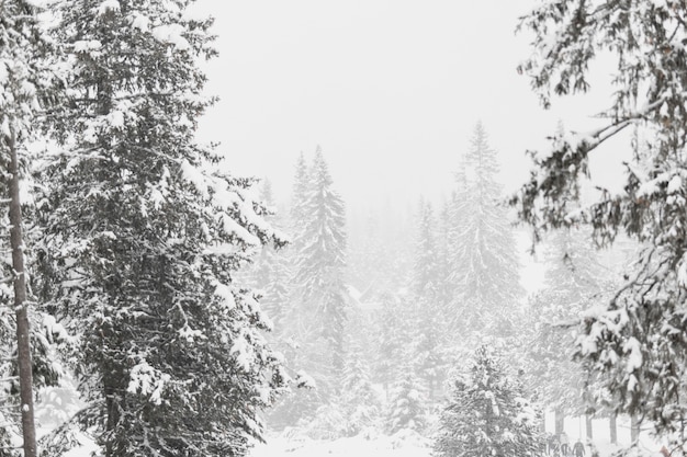 Blick auf den Wald mit Schnee bedeckt