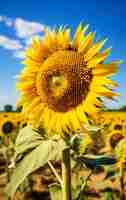 Kostenloses Foto blick auf die blühende sonnenblume