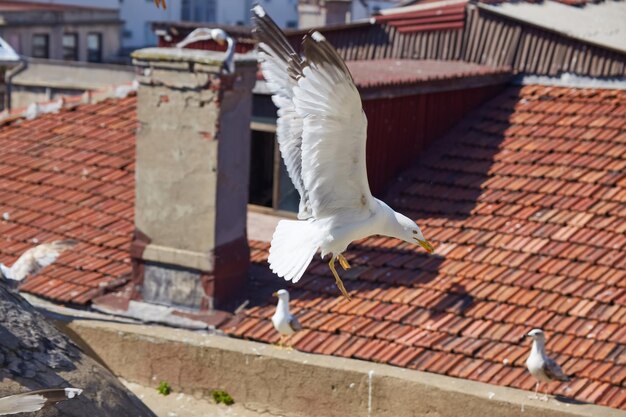 Blick auf die Bosporus-Bucht vom Dach Rote Dächer von Istanbul Möwen fliegen nach Istanbul Türkei