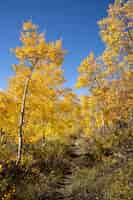 Kostenloses Foto blick auf die naturvegetation der usa