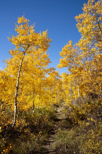 Blick auf die Naturvegetation der USA