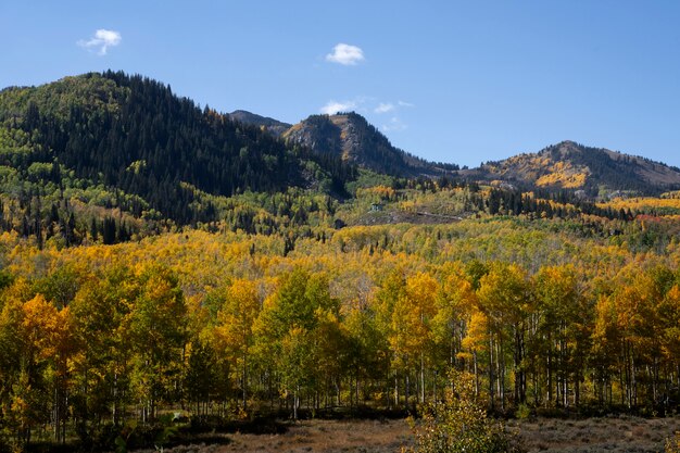 Blick auf die Naturvegetation der USA