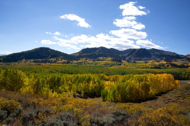 Blick auf die Naturvegetation der USA