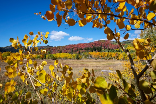 Blick auf die Naturvegetation der USA