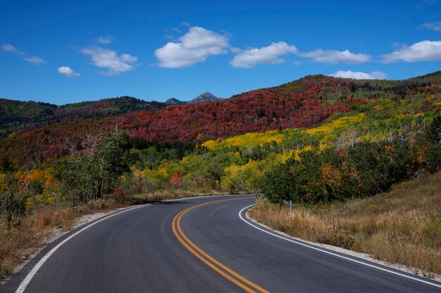 Blick auf die Naturvegetation der USA