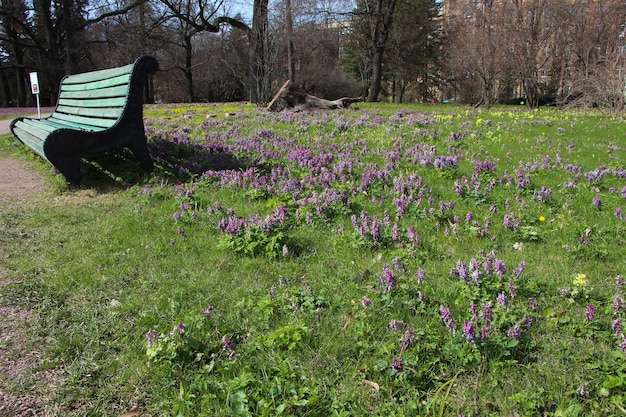 Blick auf die parkbank und den rasen mit corydalis bracteata-blumen in voller blüte im botanischen garten Premium Fotos