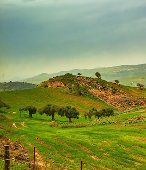 Blick auf die sizilianische landschaft mit olivenbäumen