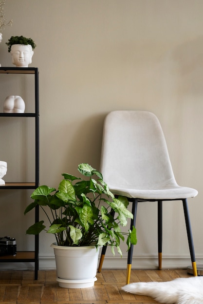 Blick auf die Topfpflanze im Zimmer mit Stuhl und Regal